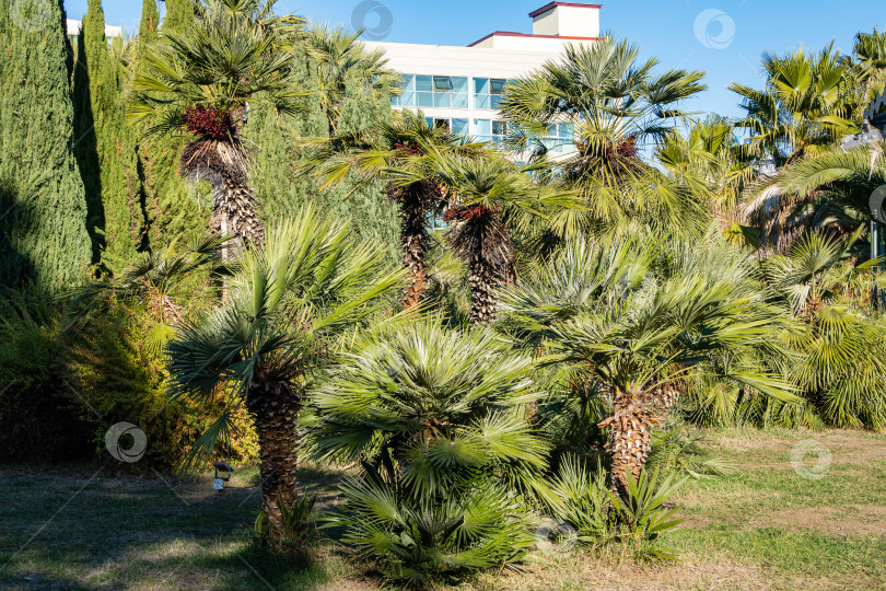 Скачать Замечательные пальмы Chamaerops humilis, европейские веерные или средиземноморские карликовые пальмы в кооперативном парке недалеко от морского торгового порта Сочи. Роскошные листья на фоне голубого неба. Солнечный зимний день. фотосток Ozero