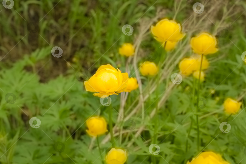 Скачать Желтые цветы купавы на фоне зеленой травы, выборочный фокус фотосток Ozero