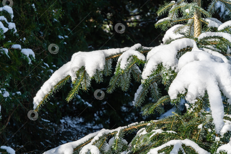 Скачать Зима в вечнозеленом ландшафтном саду. Снег на ветвях вечнозеленого хвойного дерева пихта Нордманна или кавказская пихта, Abies nordmanniana. Концепция природы для дизайна. Избирательный подход. фотосток Ozero