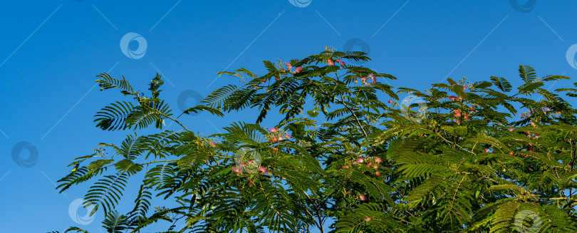 Скачать Персидское шелковое дерево (Albizia julibrissin). Розовые пушистые цветы персидского шелкового дерева на фоне голубого неба. Японская акация или розовое шелковое дерево семейства Fabaceae. Концепция природы для дизайна. фотосток Ozero