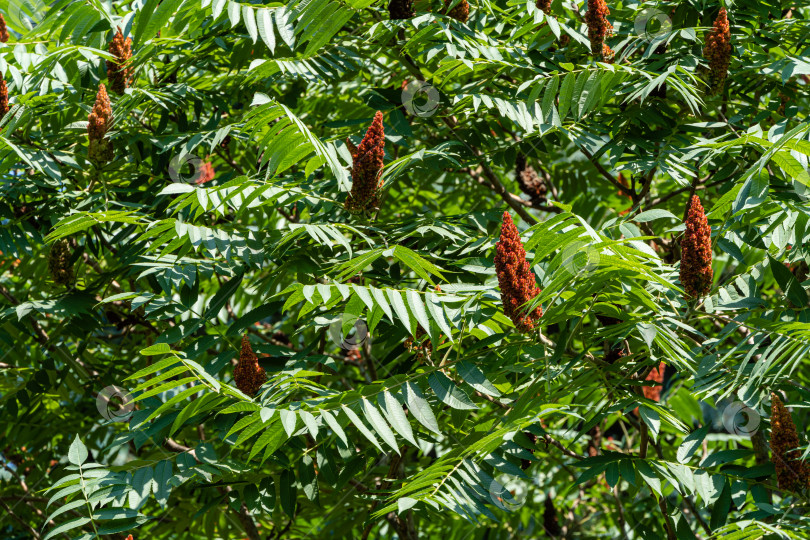 Скачать Дерево Rhus typhina (сумах рогатый, Anacardiaceae). Крупный план. Молодые зеленые гибкие листья и красные свечи с семенами на фоне зеленых листьев. Свежая концепция природы обоев. Место для вашего текста. фотосток Ozero