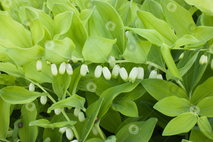 Скачать Нежные белые цветки Polygontum odoratum на фоне зеленых листьев фотосток Ozero