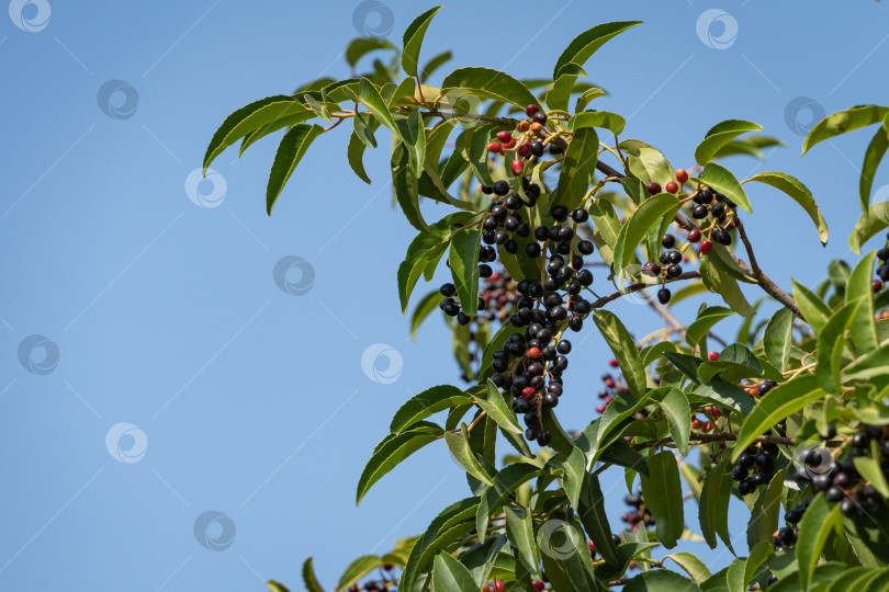 Скачать Городской парк "Краснодар" или парк Галицкого. Вечнозеленый Prunus lusitanica (португальский лавр) с красными и черными ягодами в городском парке. Общественный ландшафтный парк для отдыха и прогулок солнечной осенью. фотосток Ozero