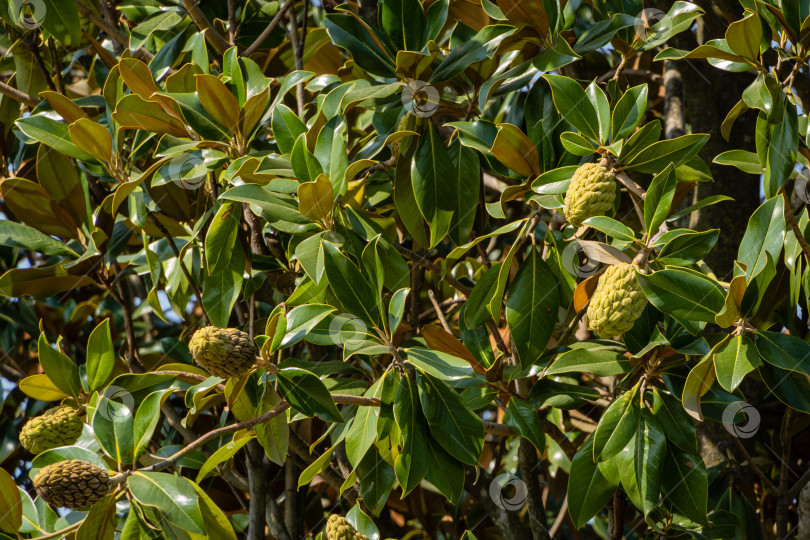 Скачать Вечнозеленая южная магнолия (Magnolia Grandiflora). Плоды или шишки Южной магнолии с зелеными листьями в городском ландшафтном парке Краснодара. Крупный план. Городской парк Краснодара или Галицкий парк. фотосток Ozero