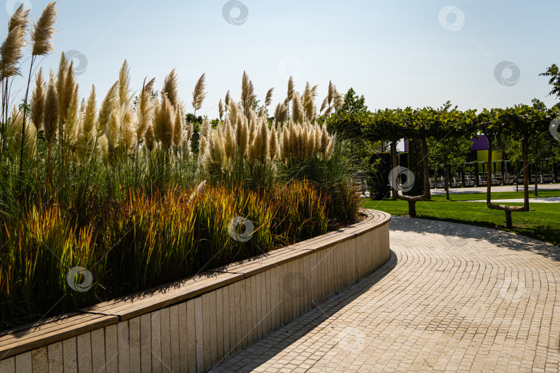 Скачать Городской парк Краснодара или парк Галицкого. Cortaderia selloana pampas и Imperata cylindrica Red Baron. Композиция из трав на фоне голубого неба. Общественный ландшафт "Галицкий парк" для отдыха и прогулок. фотосток Ozero