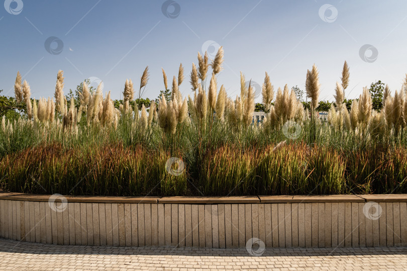 Скачать Городской парк Краснодара или парк Галицкого. Cortaderia selloana pampas и Imperata cylindrica Red Baron. Композиция из трав на фоне голубого неба. Общественный ландшафт "Галицкий парк" для отдыха и прогулок. фотосток Ozero