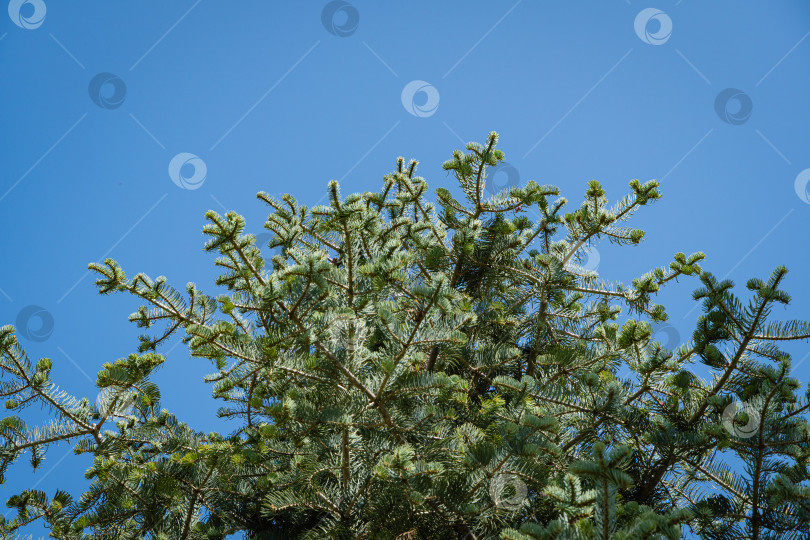 Скачать Abies concolor или белая ель. Крупный план сосновых иголок на ветвях большого вечнозеленого дерева. Общественный ландшафт "Галицкий парк" для отдыха и прогулок. Городской парк Краснодара или парк Галицкого. фотосток Ozero