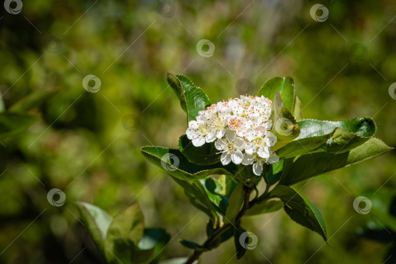 Скачать Цветущая черноплодная рябина (Aronia melanocarpa) на размытом зеленом фоне. Цветы черноплодной рябины с белыми лепестками и розовыми пыльниками. Выборочный фокус. Концепция фона природы. Место для вашего текста. фотосток Ozero