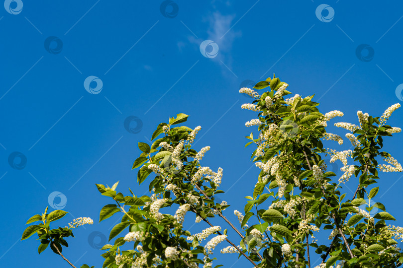 Скачать Соцветия белых цветов на ветвях Prunus padus Сибирская красавица на фоне голубого неба. Селективный фокус. Цветущий Prunus padus, известный как черемуха, ежевика, хагберри или Первомайское дерево. фотосток Ozero