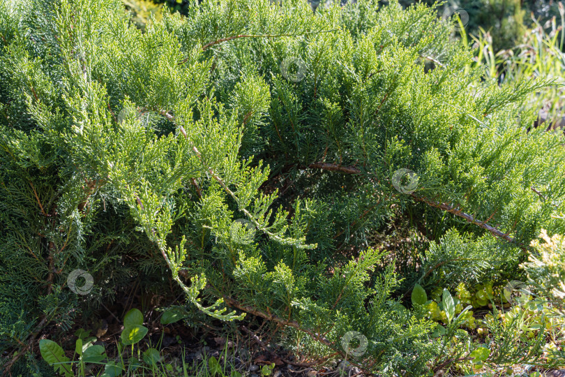 Скачать Молодые растущие ветви казацкого можжевельника Juniperus sabina Tamariscifolia на размытом фоне зеленой травы. Выборочный фокус. Вечнозеленый ландшафтный сад. Солнечный весенний день. Концепция природы для дизайна фотосток Ozero
