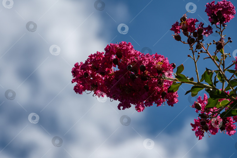 Скачать Посадите миртовое дерево (Lagerstroemia indica). Креп-мирт, креп-цветочек. Гирлянда с красивыми розовыми цветами на средиземноморском кипарисе на фоне голубого летнего неба. Крупный план. Концепция природы для дизайна. фотосток Ozero