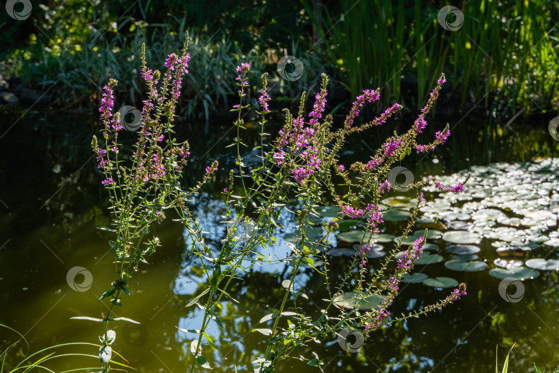 Скачать Lythrum salicaria или багульник красный на берегу садового пруда. Размытый фон. Выборочный фокус. Ландшафтный сад. Цветочный ландшафт. Концепция природы Северного Кавказа для дизайна. фотосток Ozero