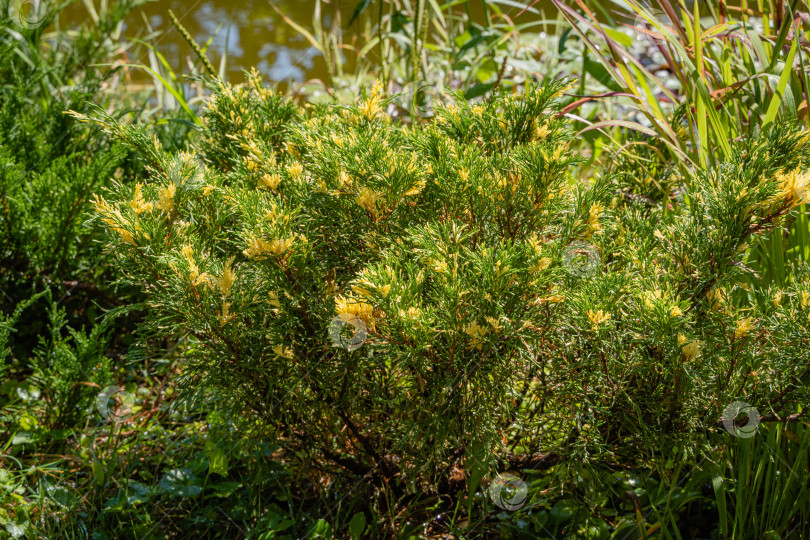 Скачать Молодой вечнозеленый можжевельник казацкий (Juniperus sabina) на берегу красивого садового пруда. Крупный план. Ландшафтный дизайн и озеленение. Концепция дизайна природы Северного Кавказа. фотосток Ozero