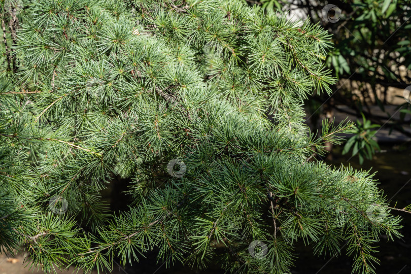 Скачать Гималайский кедр, Cedrus Deodara (Кедр Деодар, гималайский кедр) в ландшафтном парке города-курорта Сочи. Крупный план ветки с зелеными иглами гималайского кедра. Концепция природы для дизайна. фотосток Ozero