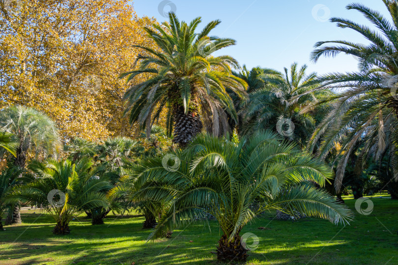 Скачать Красивая пальма Канарского острова Финиковая пальма (Phoenix canariensis) в ландшафтном парке города Сочи. Роскошные листья на фоне голубого неба. Пальма Butia capitata на заднем плане. фотосток Ozero