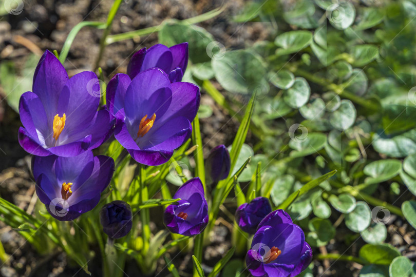 Скачать Крокус с фиолетовыми лепестками на размытом фоне зелени в весеннем саду. Цветы крокуса крупным планом. Весенний дизайн в ландшафтном саду. Концепция природы для весеннего дизайна. фотосток Ozero