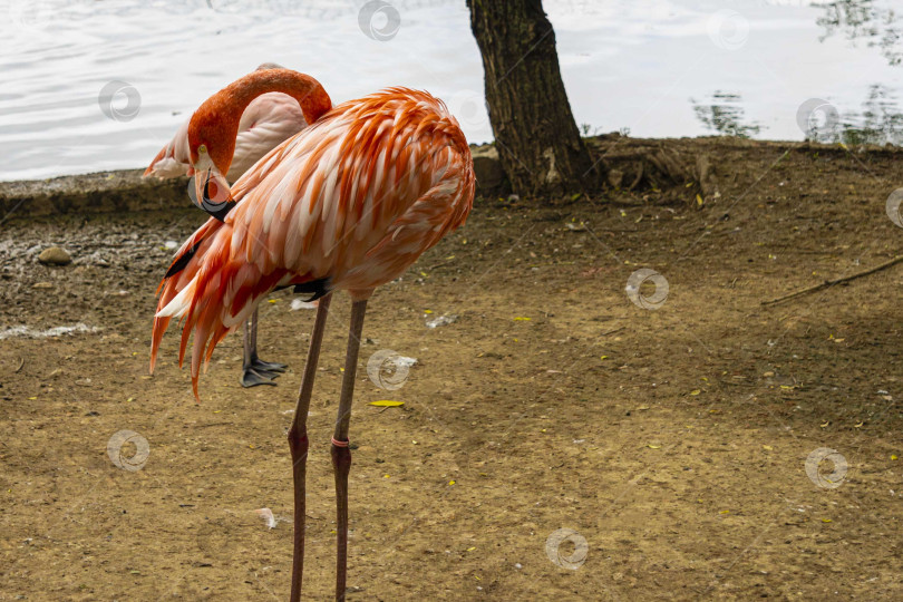 Скачать Два розовых фламинго стоят на длинных ногах на размытом фоне пруда. Московский зоопарк. Выборочный фокус. Крупный план. Красивое бледно-розовое оперение. Голова одного фламинго высоко поднята на длинной шее. фотосток Ozero