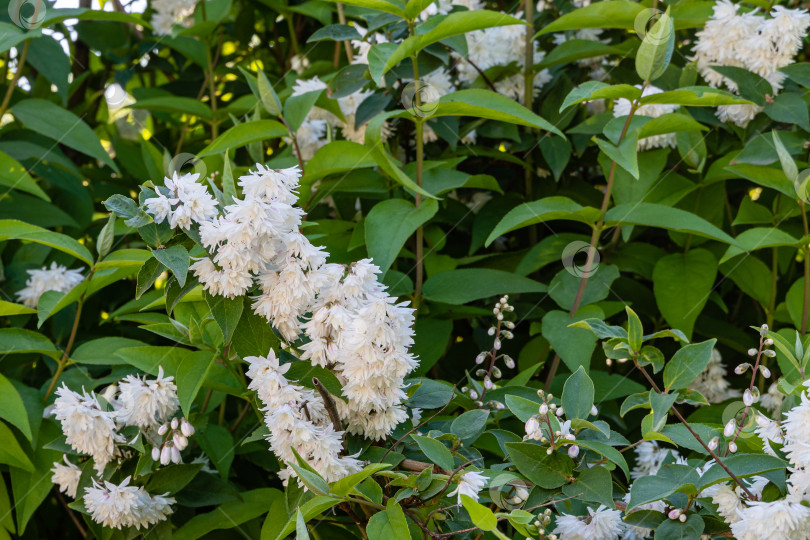 Скачать Цветущий куст жасмина Philadelphus lewisii на размытом зеленом фоне. Крупным планом махровые белые цветы на ветвях. Выборочный фокус. Цветочный пейзаж для любых обоев. Есть место для текста фотосток Ozero