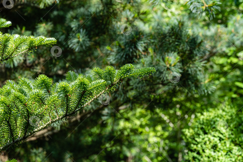 Скачать Ель Abies koreana. Молодые ярко-зеленые наросты на ветвях ели Abies koreana на размытом фоне вечнозеленых растений. Выборочный фокус. Вечнозеленый ландшафтный сад. Концепция природы для дизайна. фотосток Ozero