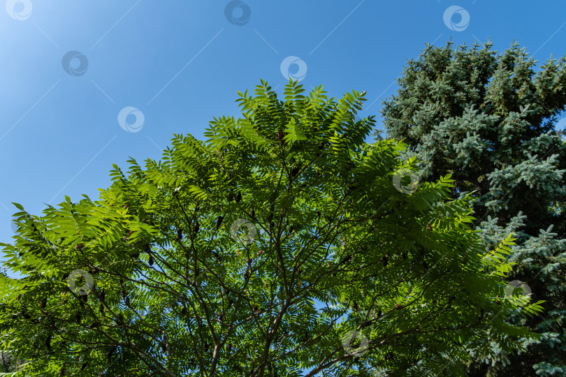 Скачать Дерево Rhus typhina (сумах рогатый, Anacardiaceae). Молодые зеленые резные листья на ветвях сумаха рогатого на фоне голубой рождественской елки и голубого неба. Атмосфера покоя, счастья и любви. фотосток Ozero