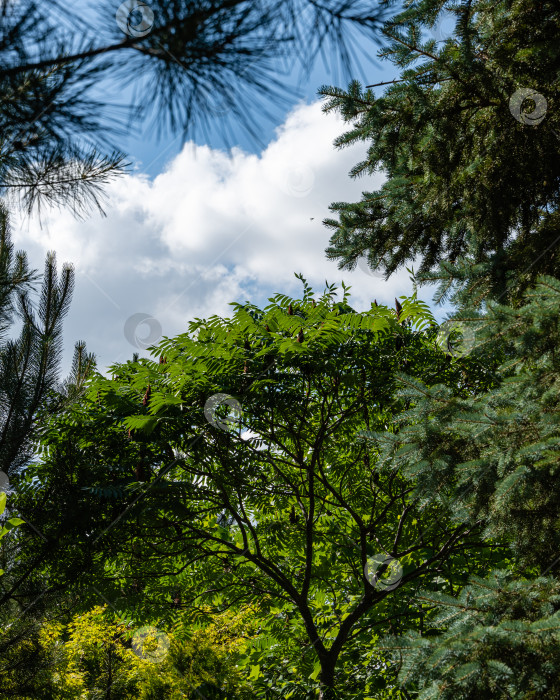 Скачать Дерево Rhus typhina (сумах рогатый, Anacardiaceae). Молодые зеленые резные листья на ветвях сумаха рогатого на фоне голубой рождественской елки и голубого неба. Атмосфера покоя, счастья и любви. фотосток Ozero