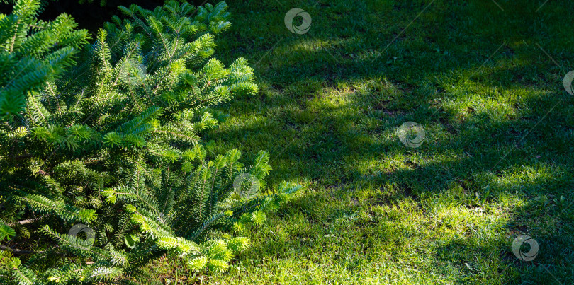 Скачать Ель Abies koreana в вечнозеленом саду. Ветка с ярко-зелеными иголками на молодых побегах на фоне зеленой скошенной травы. Крупный план. Атмосфера счастья и любви. Концепция природы для дизайна. фотосток Ozero