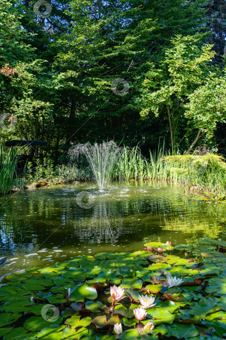 Скачать Вечнозеленый ландшафтный сад с садовым прудом. Каскадный фонтан занимает центральное место в пруду. Водные и вечнозеленые растения отражаются в зеленой воде. Атмосфера спокойствия и счастья. фотосток Ozero