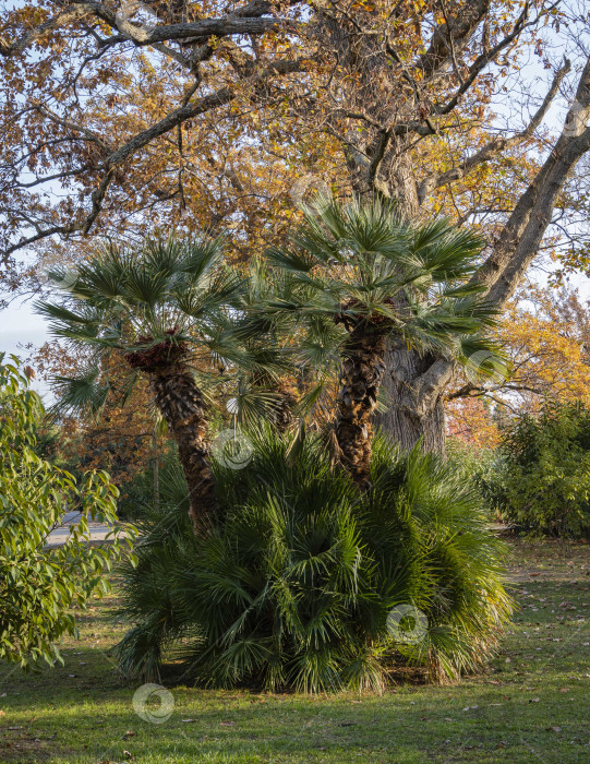 Скачать Красивая многоствольная пальма Chamaerops humilis, европейская веерная или средиземноморская карликовая пальма на фоне желтой листвы огромного дерева. Закат. Благоустроенный парк в декабре. Сочи. фотосток Ozero
