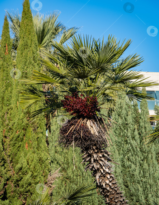 Скачать Замечательные пальмы Chamaerops humilis, европейские веерные или средиземноморские карликовые пальмы в кооперативном парке недалеко от морского торгового порта Сочи. Роскошные листья на фоне голубого неба. Солнечный зимний день. фотосток Ozero