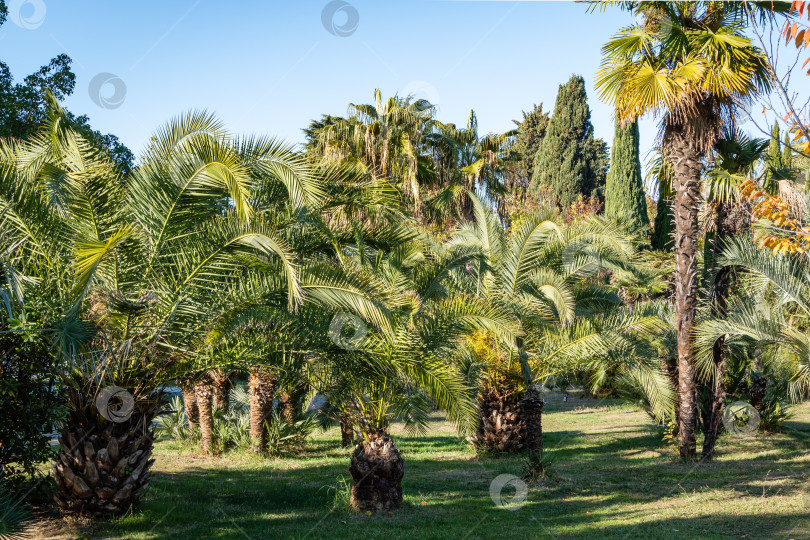 Скачать Декоративные пальмы. Финиковая пальма Канарских островов (Phoenix canariensis) в кооперативном парке недалеко от Сочинского морского торгового порта. Центральная часть города Сочи. Русские тропики. Роскошные листья на фоне голубого неба. фотосток Ozero