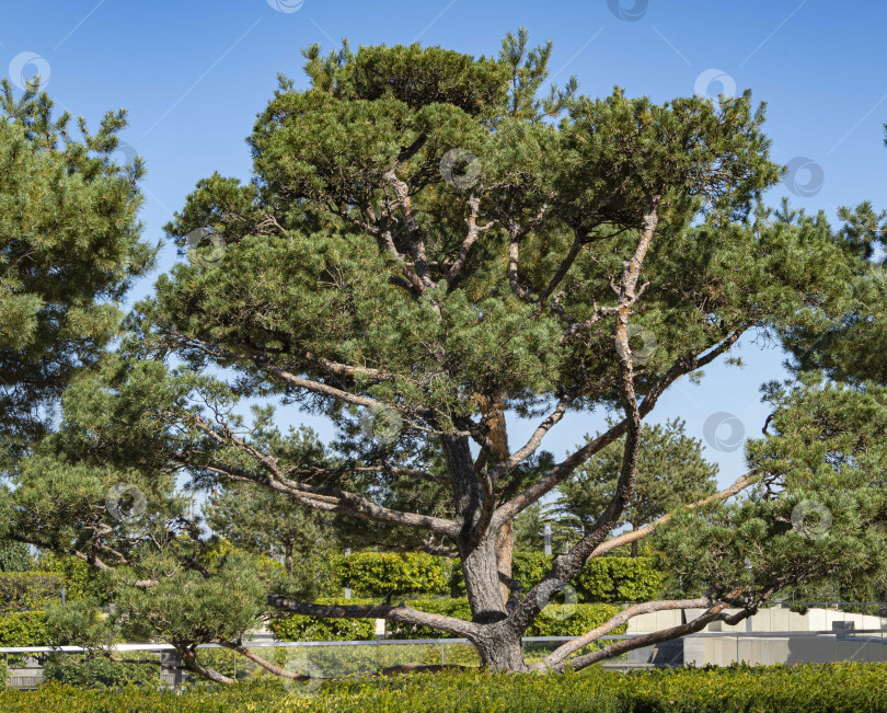 Скачать Красивая сосна бонсай (Pinus mugo или горная сосна) с пышной хвоей на фоне голубого осеннего неба. Общественный ландшафтный городской парк Краснодара или парк Галицкого. Место отдыха горожан и туристов. фотосток Ozero