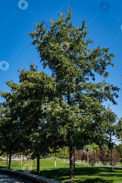 Скачать Аллея из восточноазиатской или японской ольхи (Alnus japonica) в городском парке Краснодара. Общественный ландшафт "Галицкий парк" для отдыха и прогулок. Солнечный осенний день. октябрь 2020 фотосток Ozero