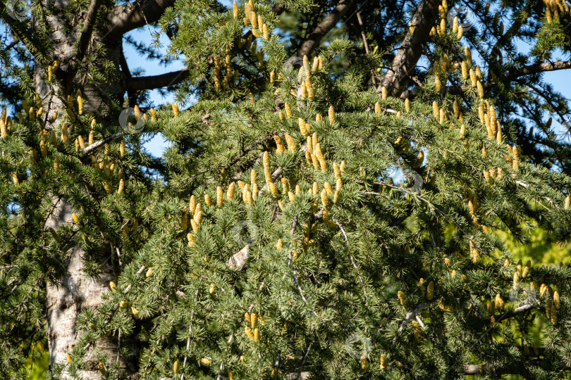 Скачать Красивый ливанский кедр (Cedrus libani) в общественном ландшафтном городском парке Краснодара или парке Галицкого. Крупный план красивых желтоватых мужских шишек на ветвях Ливанского кедра осенью 2020 года фотосток Ozero