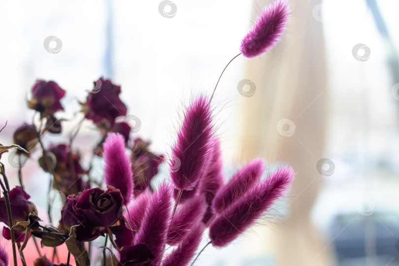 Скачать Пушистые фиолетовые цветы комнатного растения в солнечном свете фотосток Ozero