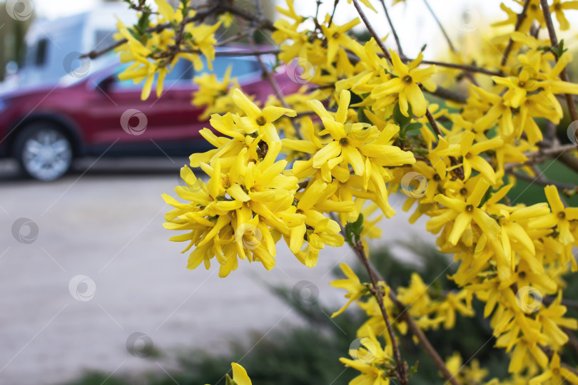 Скачать Маленькие желтые цветы на фоне дороги фотосток Ozero