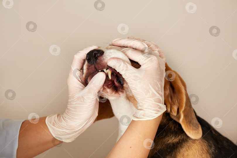 Скачать Ветеринар проверяет зубы собаки породы бигль на наличие зубного налета или зубного камня у собаки. фотосток Ozero