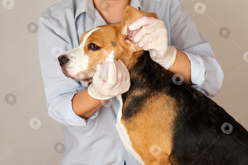 Скачать Ветеринар закапывает капли в уши собаке породы бигль. фотосток Ozero