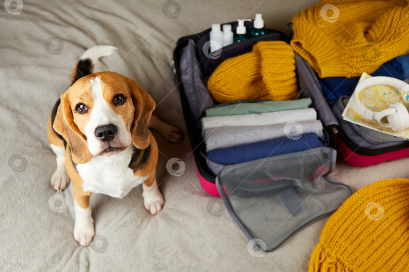 Скачать Собака породы бигль сидит на кровати рядом с открытым чемоданом с теплой одеждой. фотосток Ozero