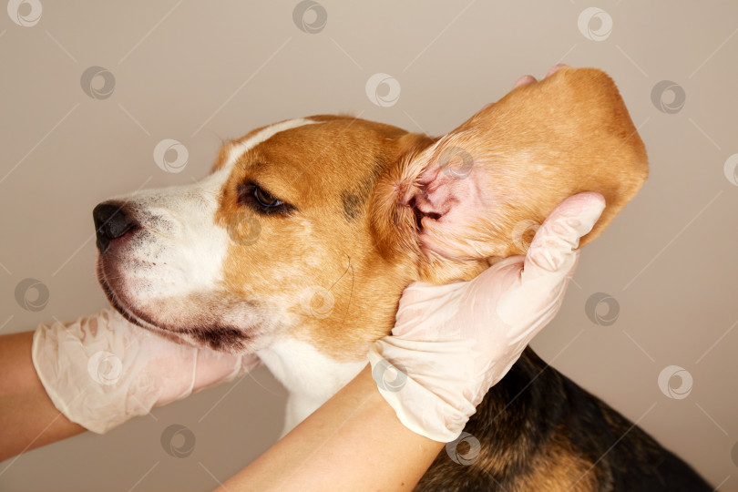 Скачать Ветеринар проверяет уши собаки породы бигль фотосток Ozero