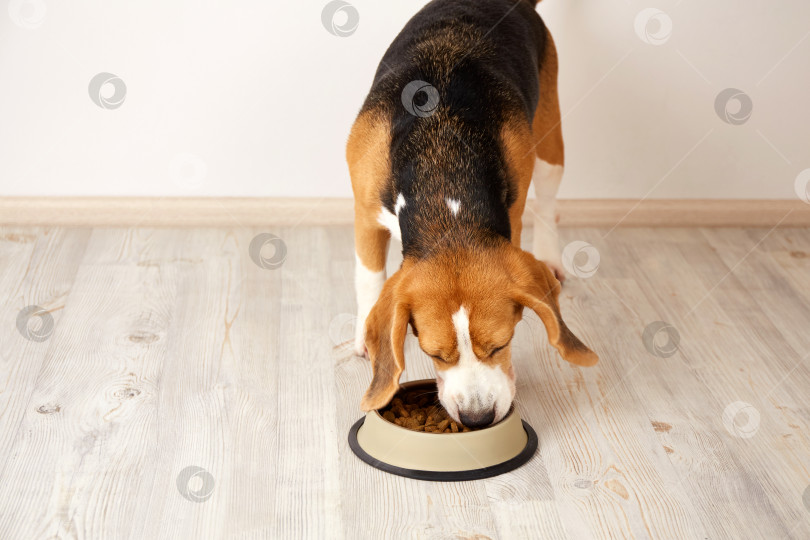 Скачать Голодная собака породы бигль ест сухой корм из миски фотосток Ozero