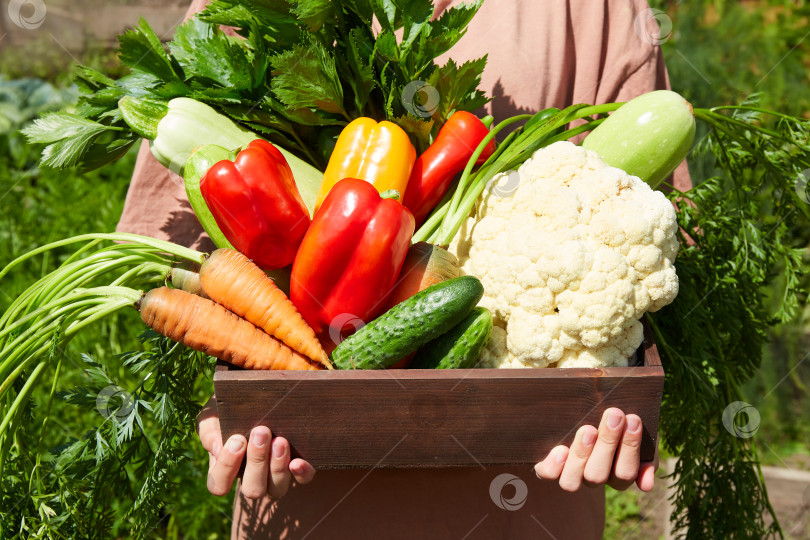 Скачать Женские руки держат деревянный ящик с урожаем свежих овощей фотосток Ozero