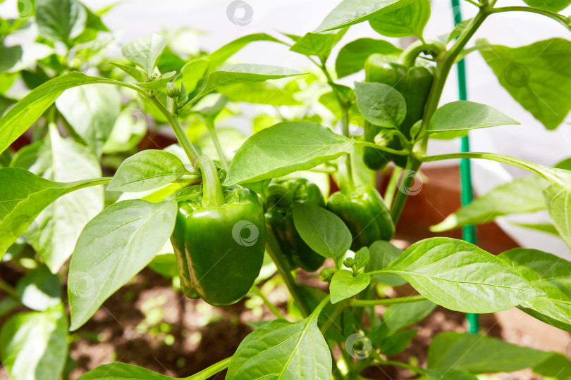 Скачать Молодой зеленый болгарский перец растет в теплице. Растения болгарского сладкого перца. фотосток Ozero