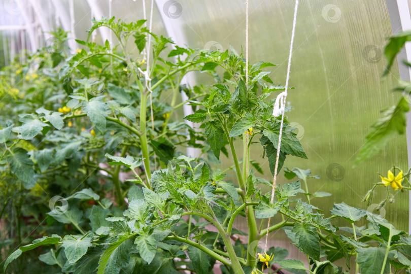 Скачать Молодые цветущие растения томатов растут в теплице. фотосток Ozero