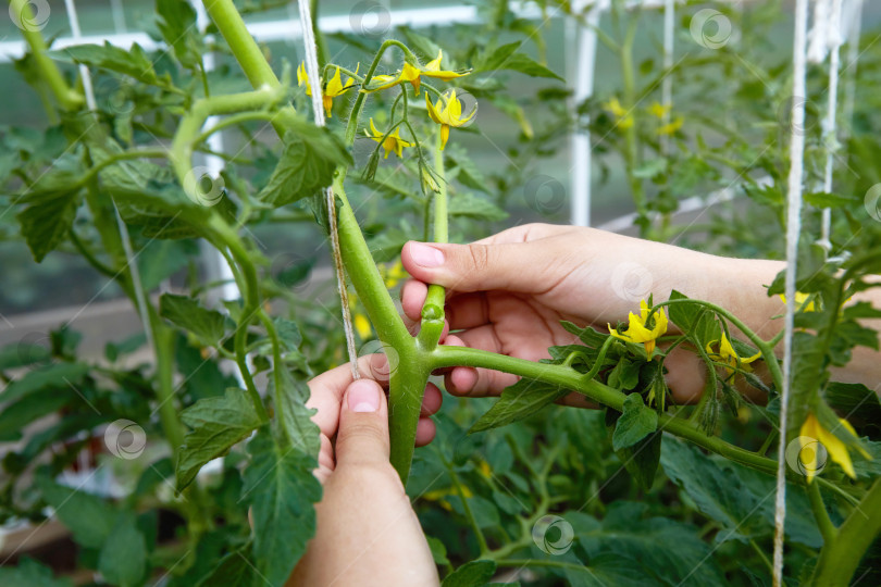 Скачать Руки женщины формируют кусты цветущих томатов, подрезают боковые побеги фотосток Ozero