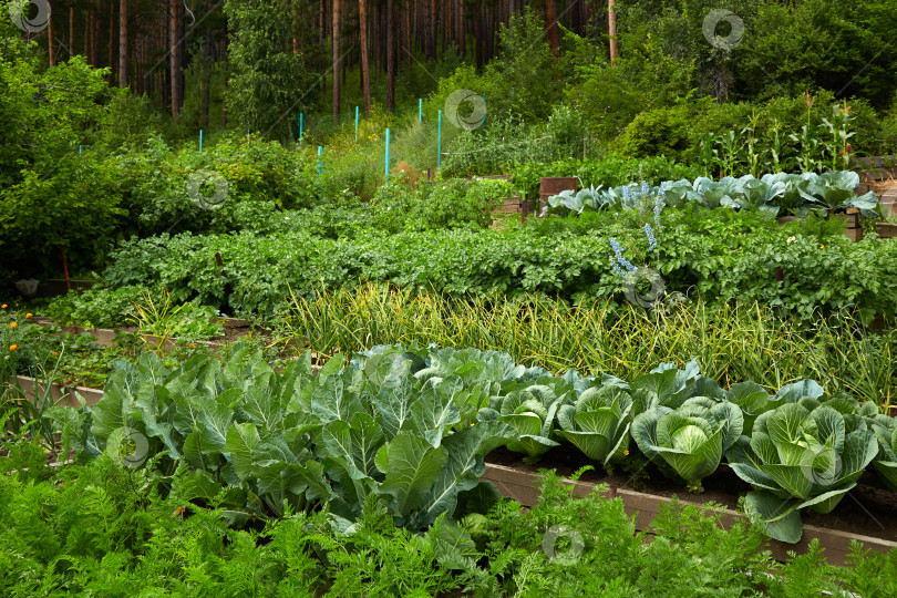 Скачать Органический огород: грядки с морковью, чесноком, капустой фотосток Ozero