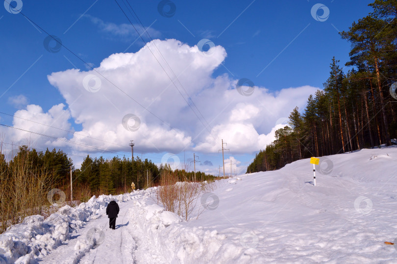 Скачать Прогулка по лесной дороге. фотосток Ozero