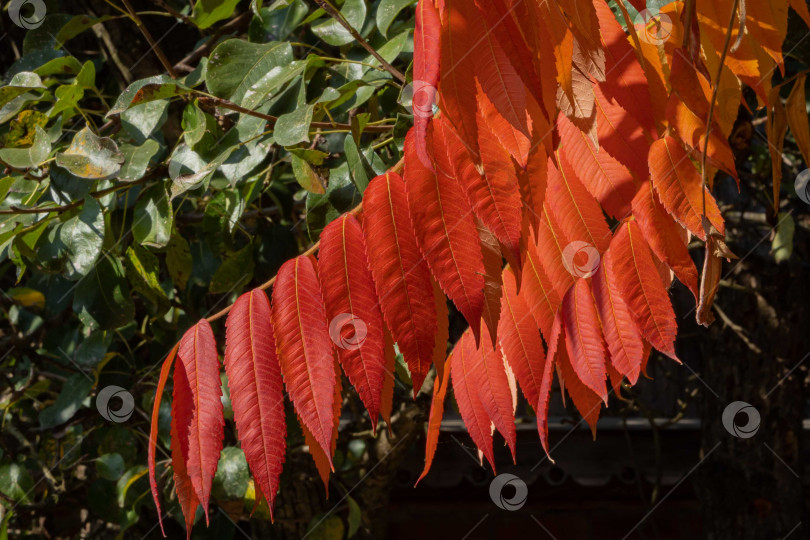 Скачать Осенняя окраска Rhus typhina (сумах рогатый, Anacardiaceae). Размытый фон. Выборочный фокус. Крупный план. Красные, оранжевые, желтые и зеленые листья сумаха. Фон с естественным текстурным рисунком фотосток Ozero