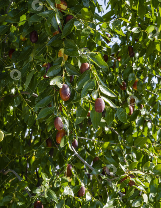 Скачать Спелые коричневые и зеленые незрелые плоды на ветвях зизифуса ююба на размытом фоне блестящих зеленых листьев. Выборочный фокус. Экзотическое фруктовое желейное дерево. Свежие обои, концепция фона природы. фотосток Ozero