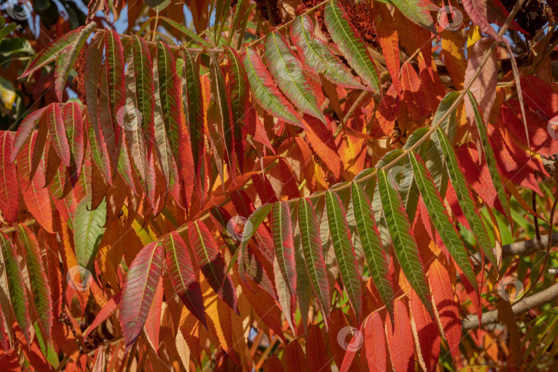 Скачать Осенняя окраска Rhus typhina (сумах рогатый, Anacardiaceae). Размытый фон. Выборочный фокус. Крупный план. Красные, оранжевые, желтые и зеленые листья сумаха. Фон с естественным текстурным рисунком фотосток Ozero