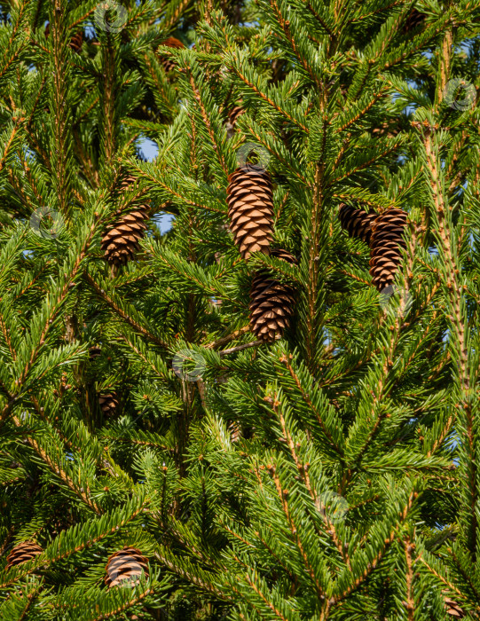 Скачать Рождественская елка Picea abies в вечнозеленом ландшафтном саду. Коричневые шишки на ветвях дерева Picea abies. Крупный план. Ясный солнечный день. Оригинальная натуральная текстура для новогоднего оформления. фотосток Ozero